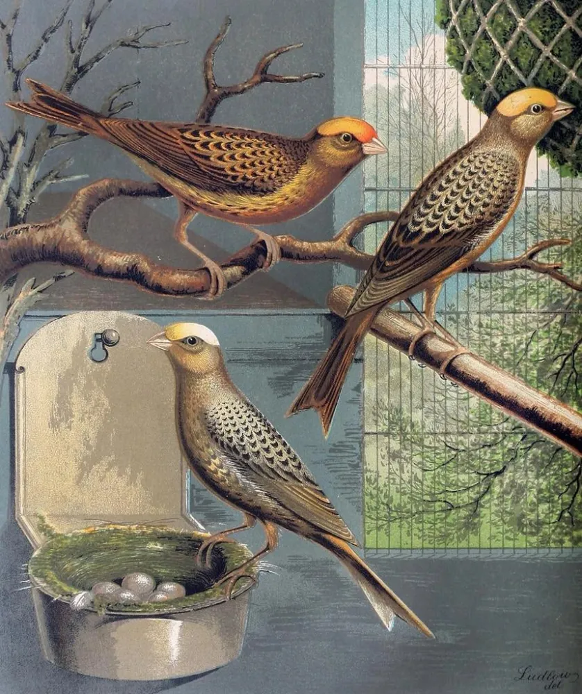 Gemälde Canaris lézard - W. . Blakston | Kunstdruck