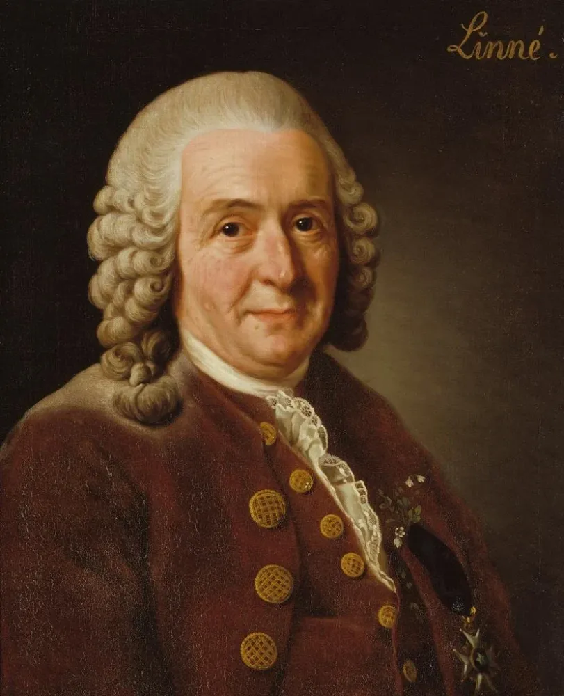 Gemälde Carl von Linné 1707-1778 Botaniker Professor - Alexander Roslin | Kunstdruck