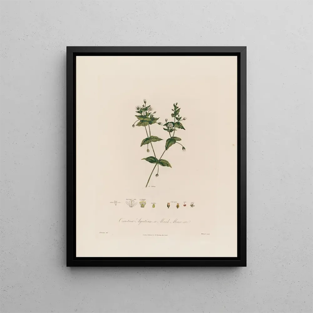 Gemälde Cerastium aquaticum ou cerastium des marais - Robert John Thornton | Kunstdruck