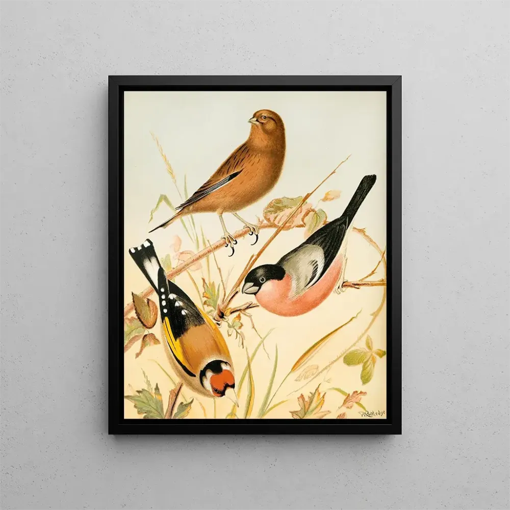 Gemälde Chardonneret, linotte und bouvreuil - W. . Blakston | Kunstdruck