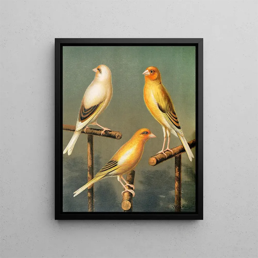 Gemälde Chardonneret und Hybriden-Canaris - W. . Blakston | Kunstdruck