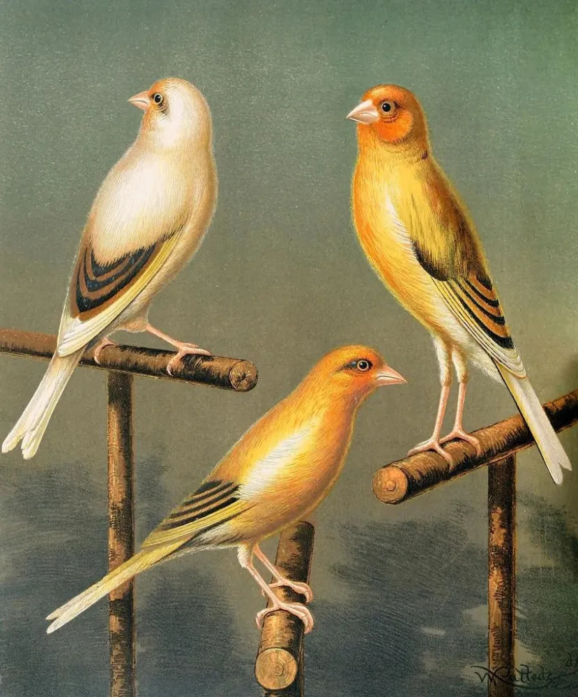 Gemälde Chardonneret und Hybriden-Canaris - W. . Blakston | Kunstdruck