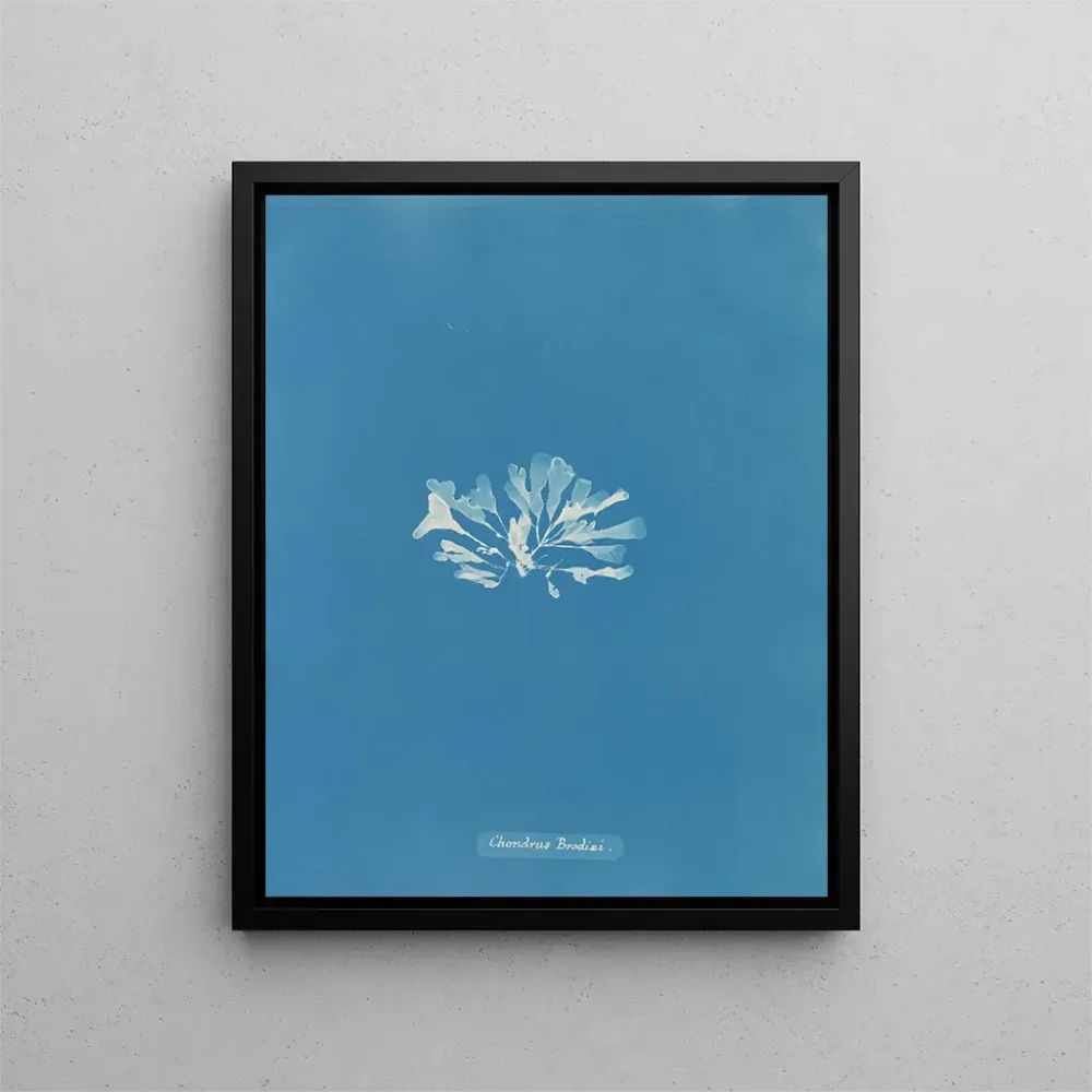 Gemälde Chondrus brodii - Anna Atkins | Kunstdruck
