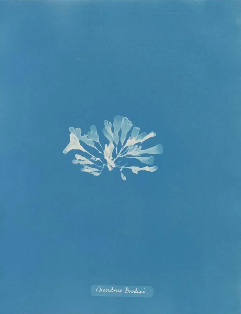 Gemälde Chondrus brodii - Anna Atkins | Kunstdruck