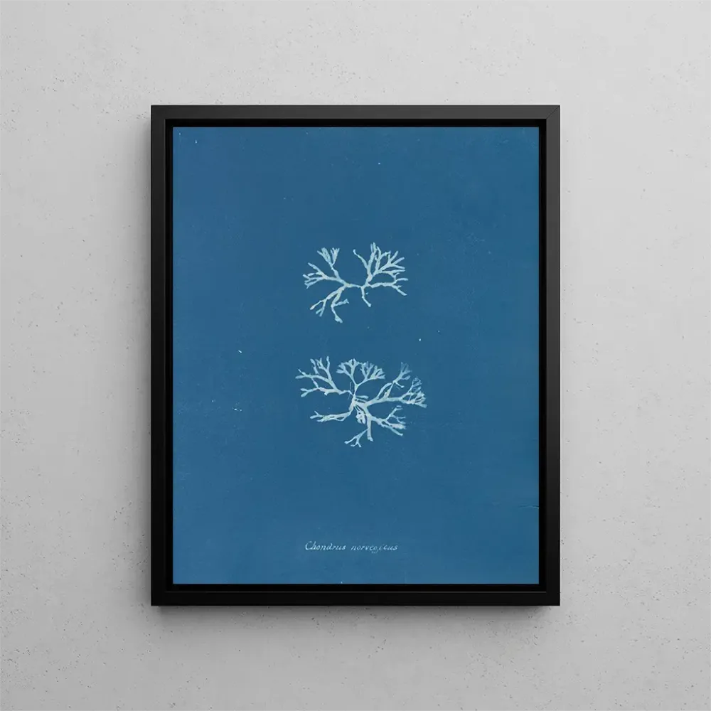 Gemälde Chondrus norvegicus - Anna Atkins