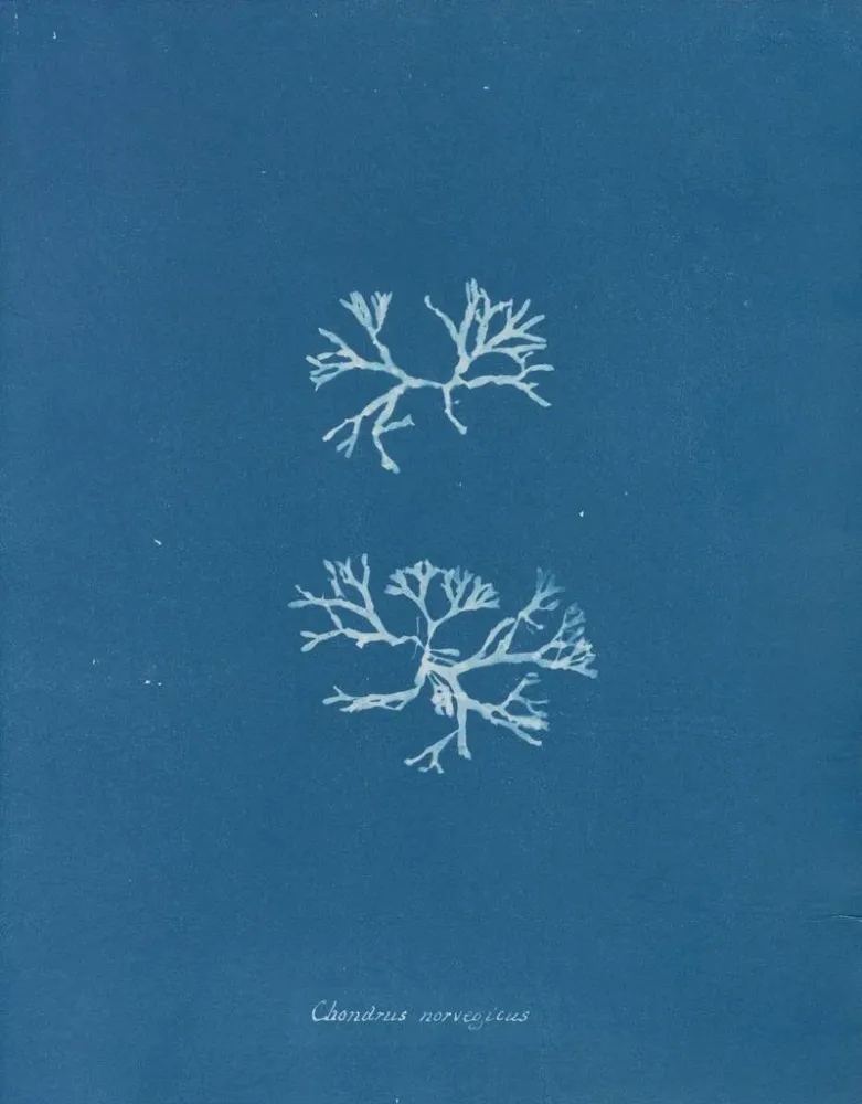 Gemälde Chondrus norvegicus - Anna Atkins