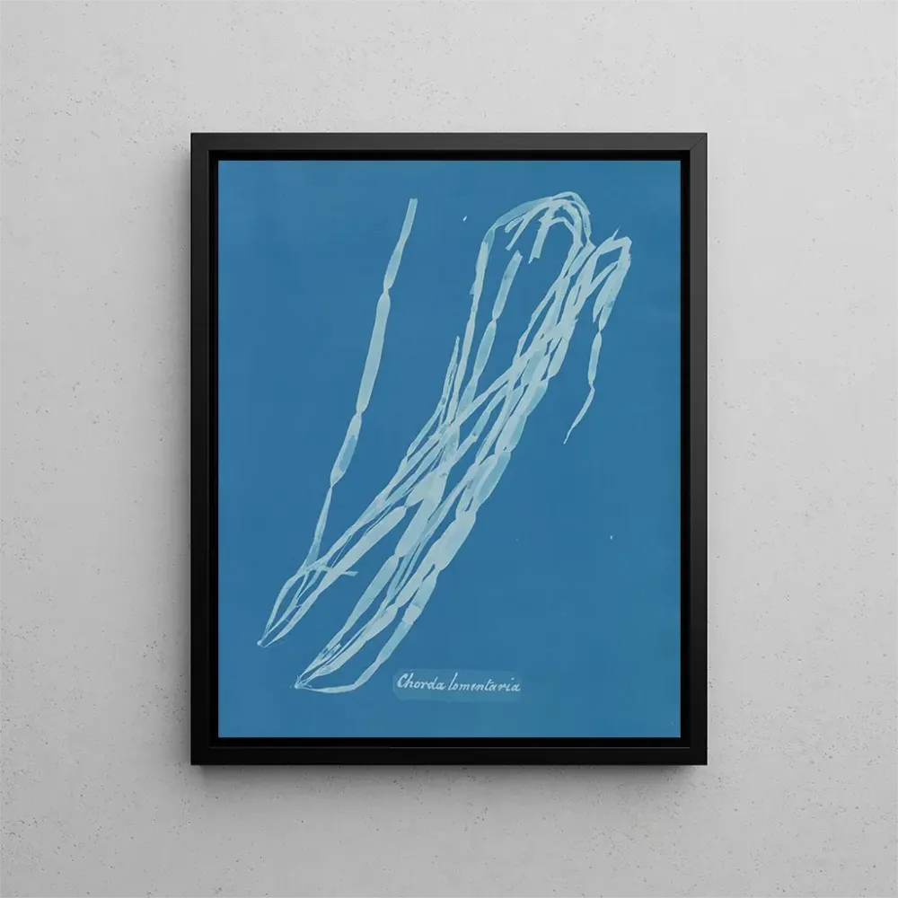 Gemälde Chorda lomentaria - Anna Atkins | Kunstdruck