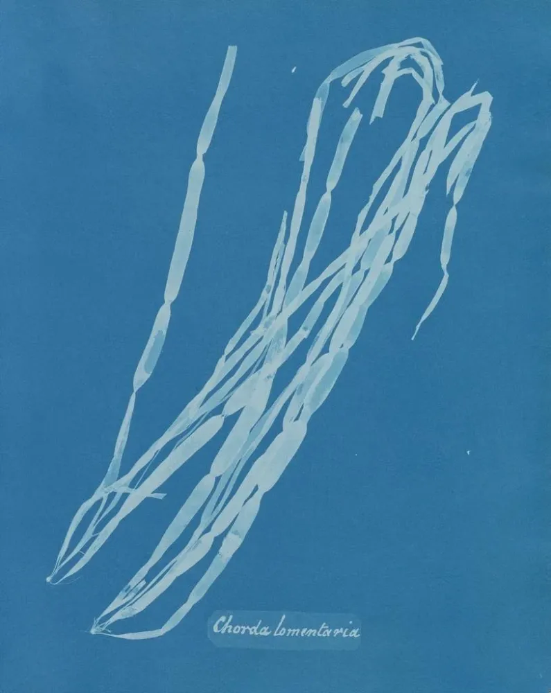 Gemälde Chorda lomentaria - Anna Atkins | Kunstdruck