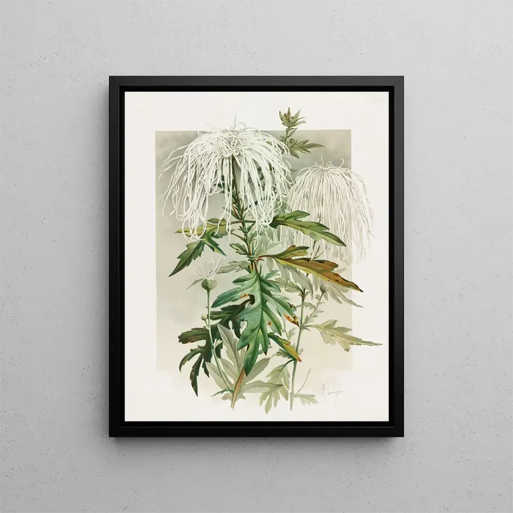 Gemälde Chrysanthème Medusa - Alois Lunzer | Kunstdruck