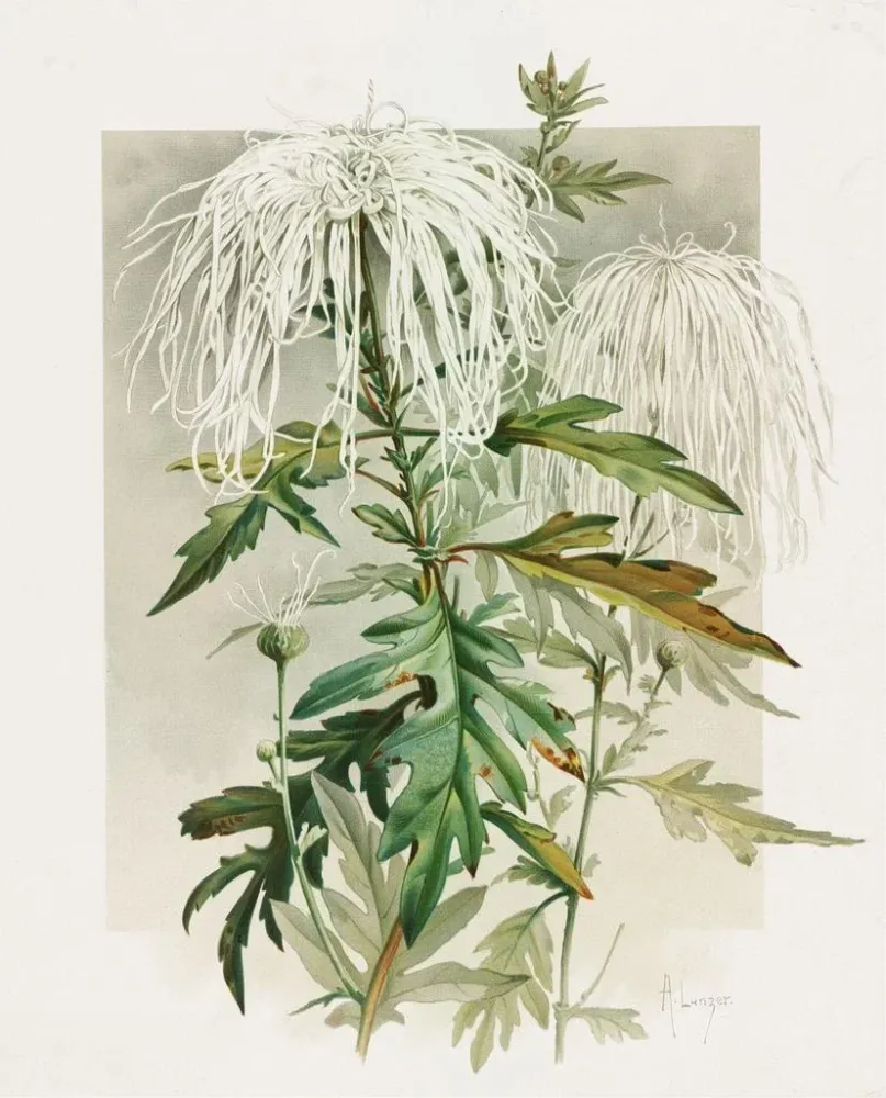 Gemälde Chrysanthème Medusa - Alois Lunzer | Kunstdruck
