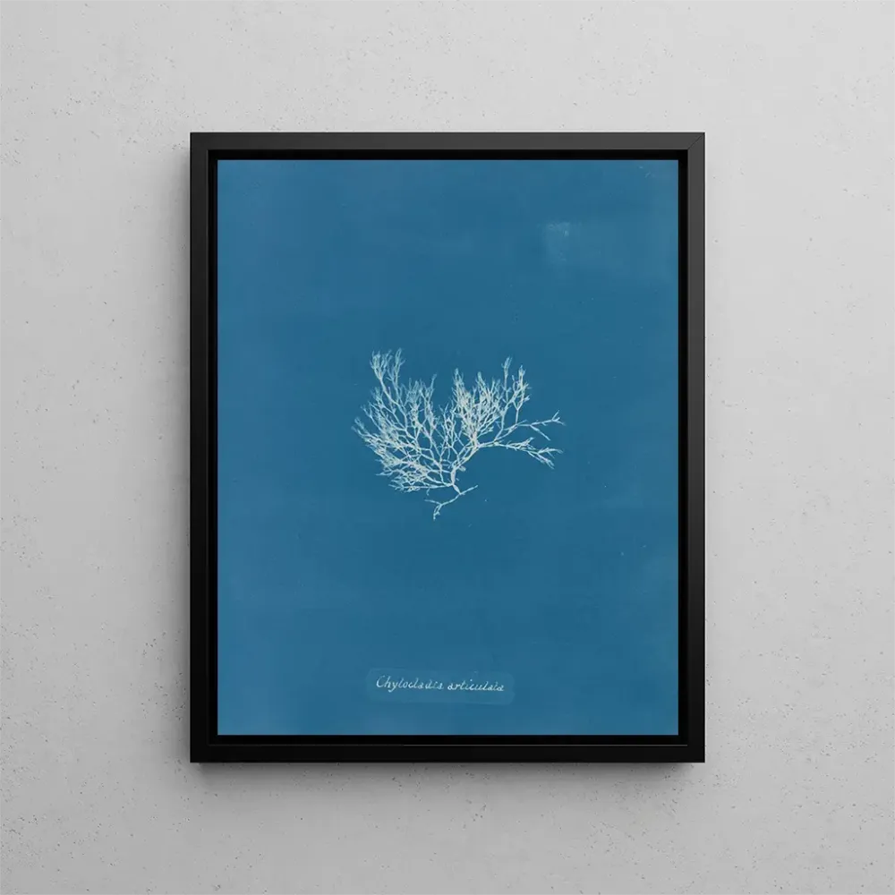 Gemälde Chylocladia articulé - Anna Atkins | Kunstdruck