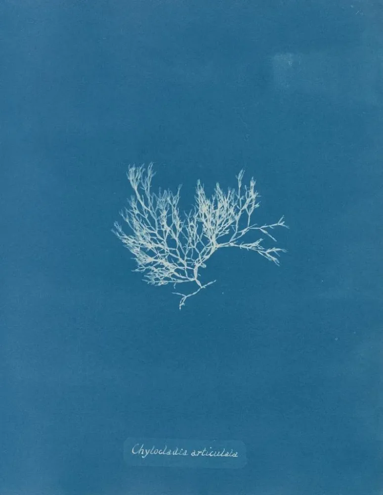 Gemälde Chylocladia articulé - Anna Atkins | Kunstdruck