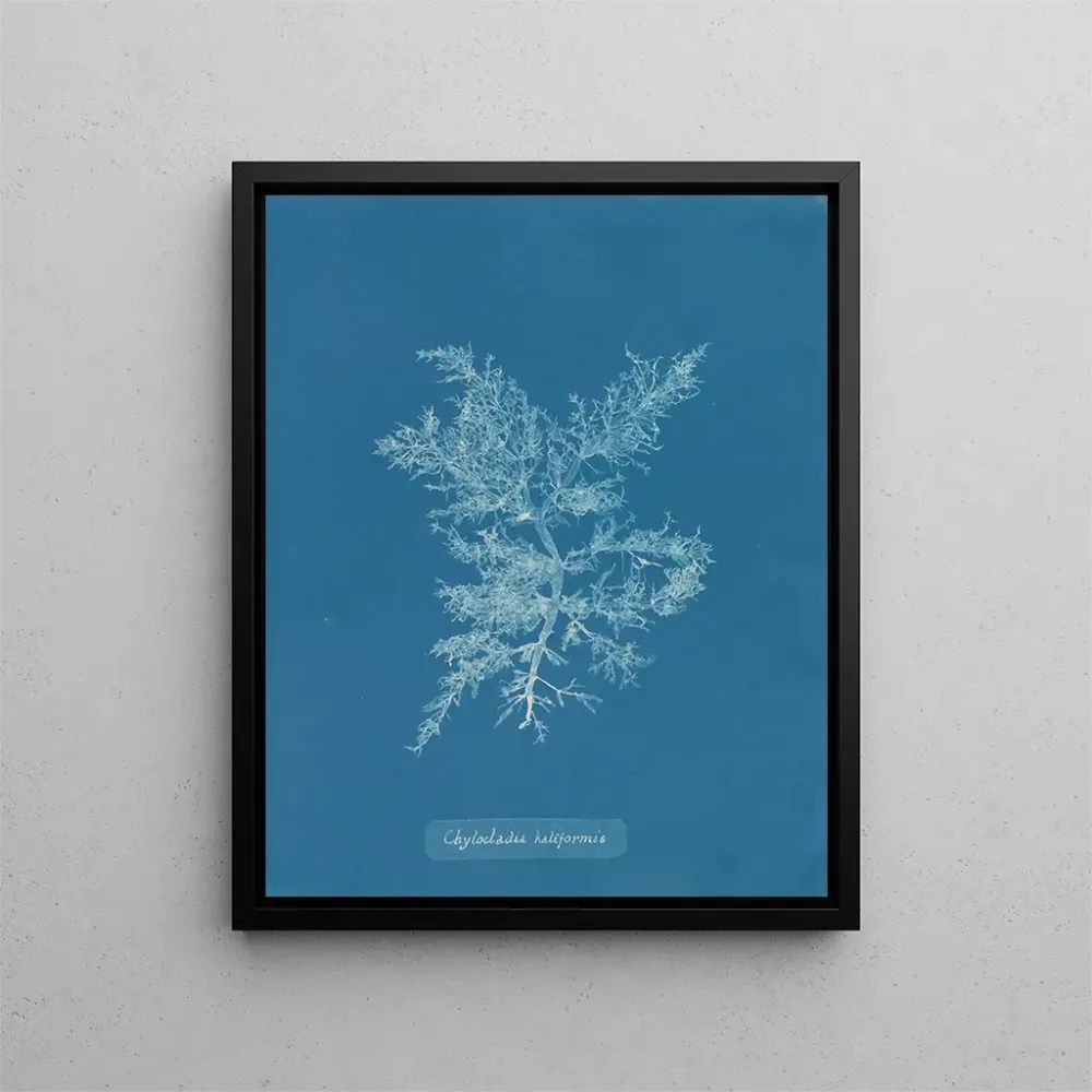 Gemälde Chylocladia califormis - Anna Atkins | Kunstdruck