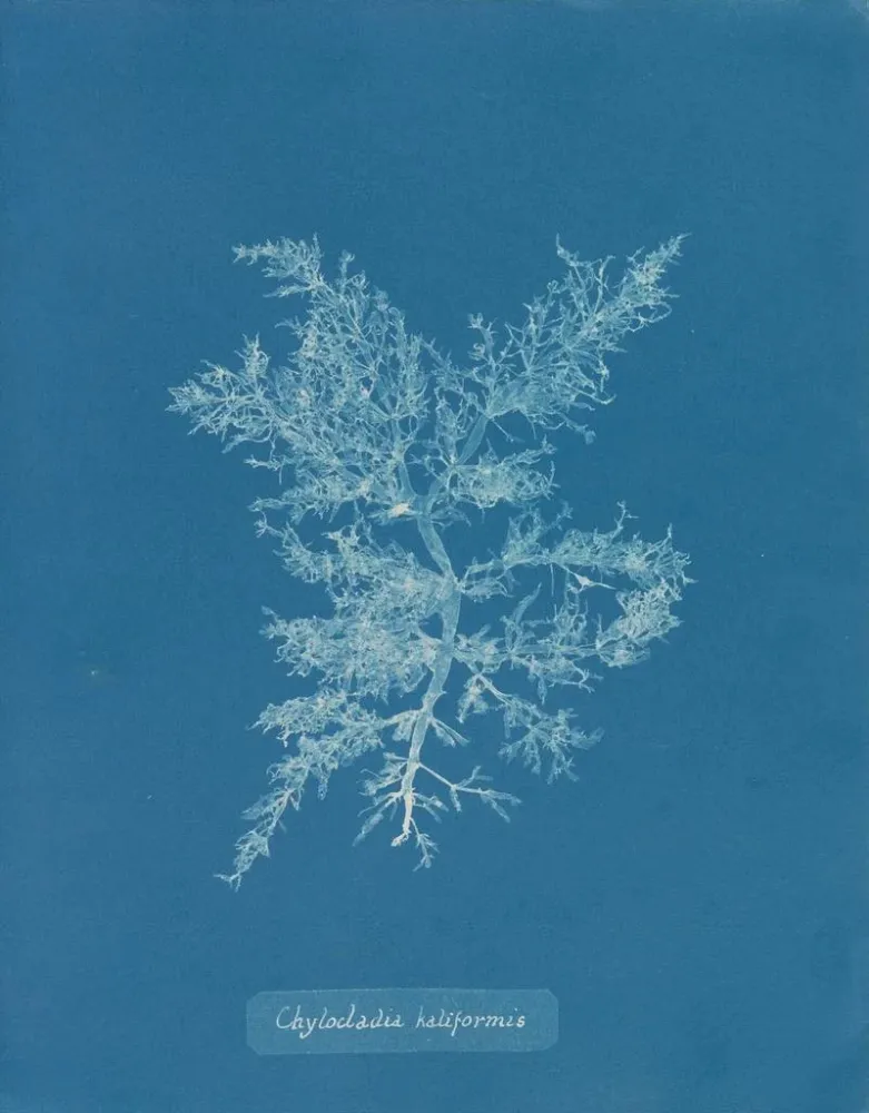 Gemälde Chylocladia califormis - Anna Atkins | Kunstdruck