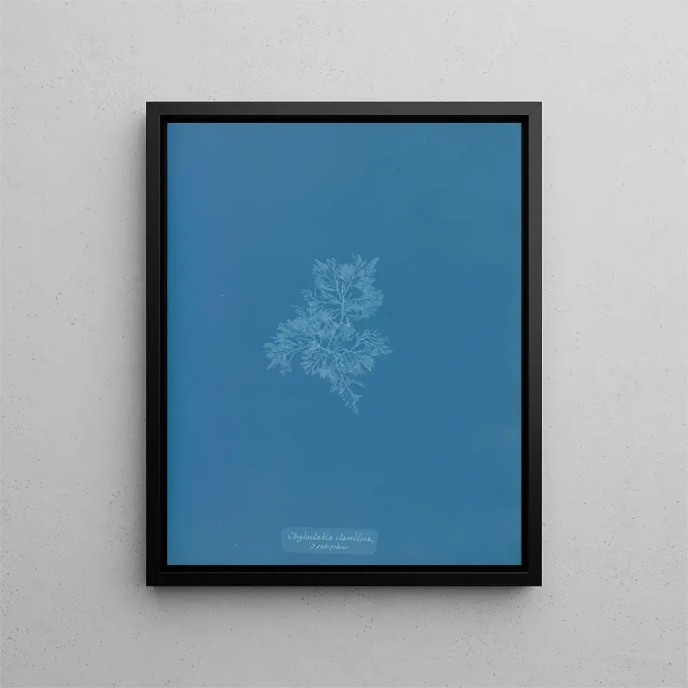 Gemälde Chylocladia clavellosa - Anna Atkins