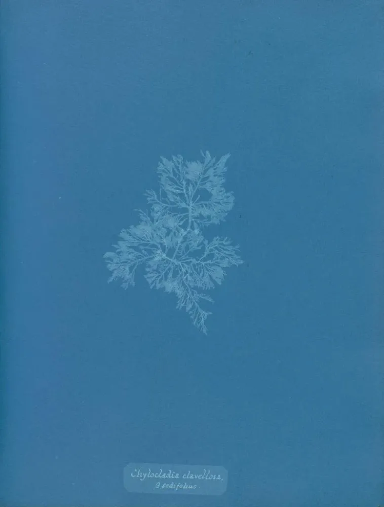 Gemälde Chylocladia clavellosa - Anna Atkins
