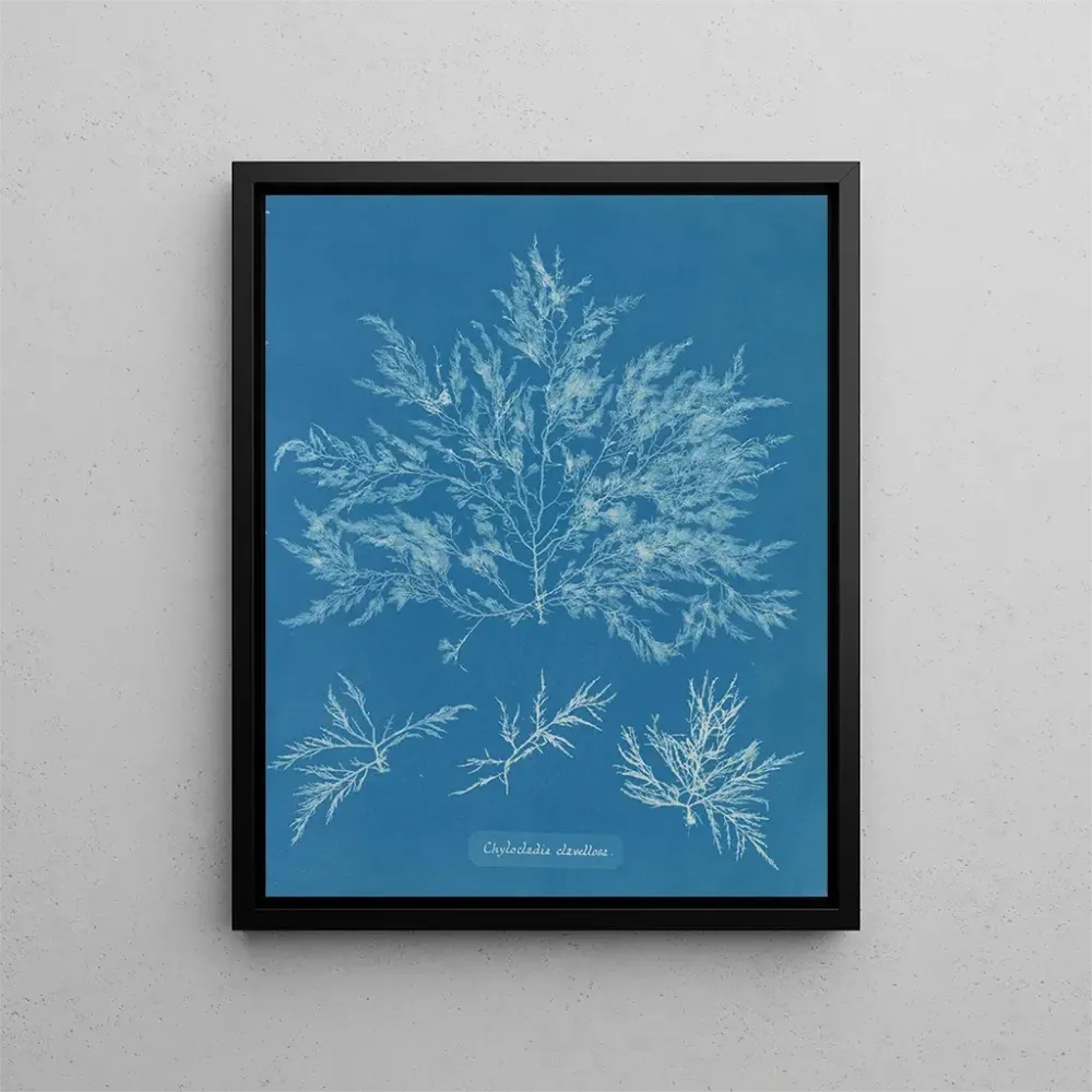 Gemälde Chylocladia clavellosa - Anna Atkins