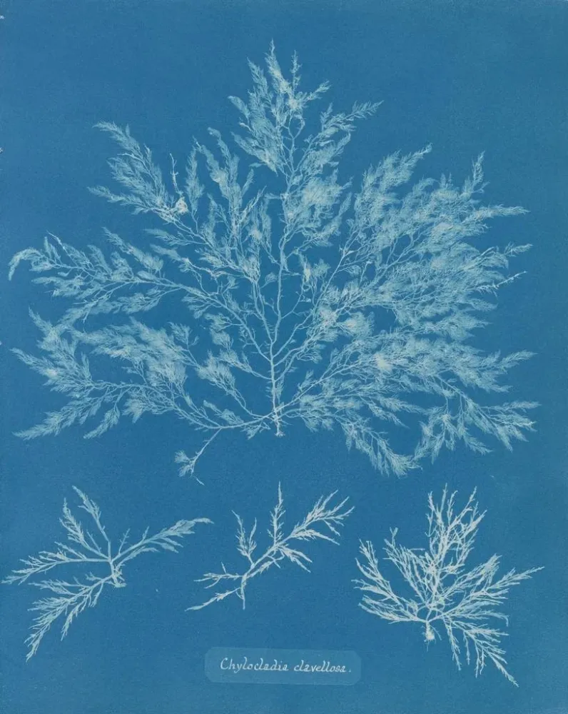 Gemälde Chylocladia clavellosa - Anna Atkins