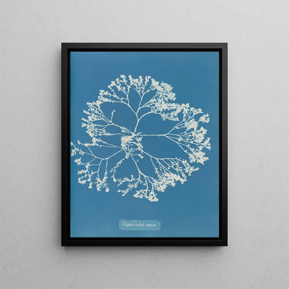Gemälde Chylocladia ovalis - Anna Atkins