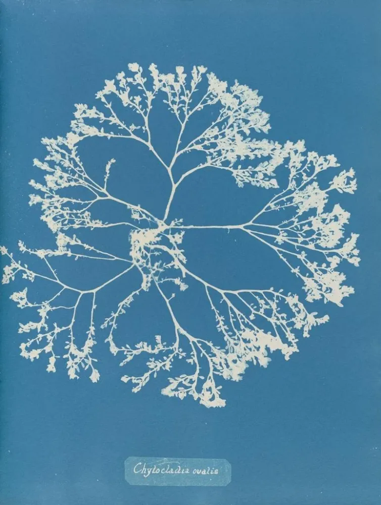 Gemälde Chylocladia ovalis - Anna Atkins