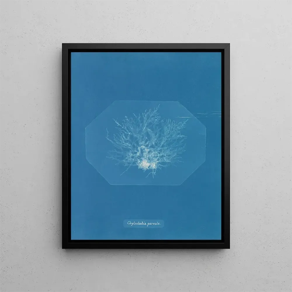 Gemälde Chylocladia petite - Anna Atkins | Kunstdruck