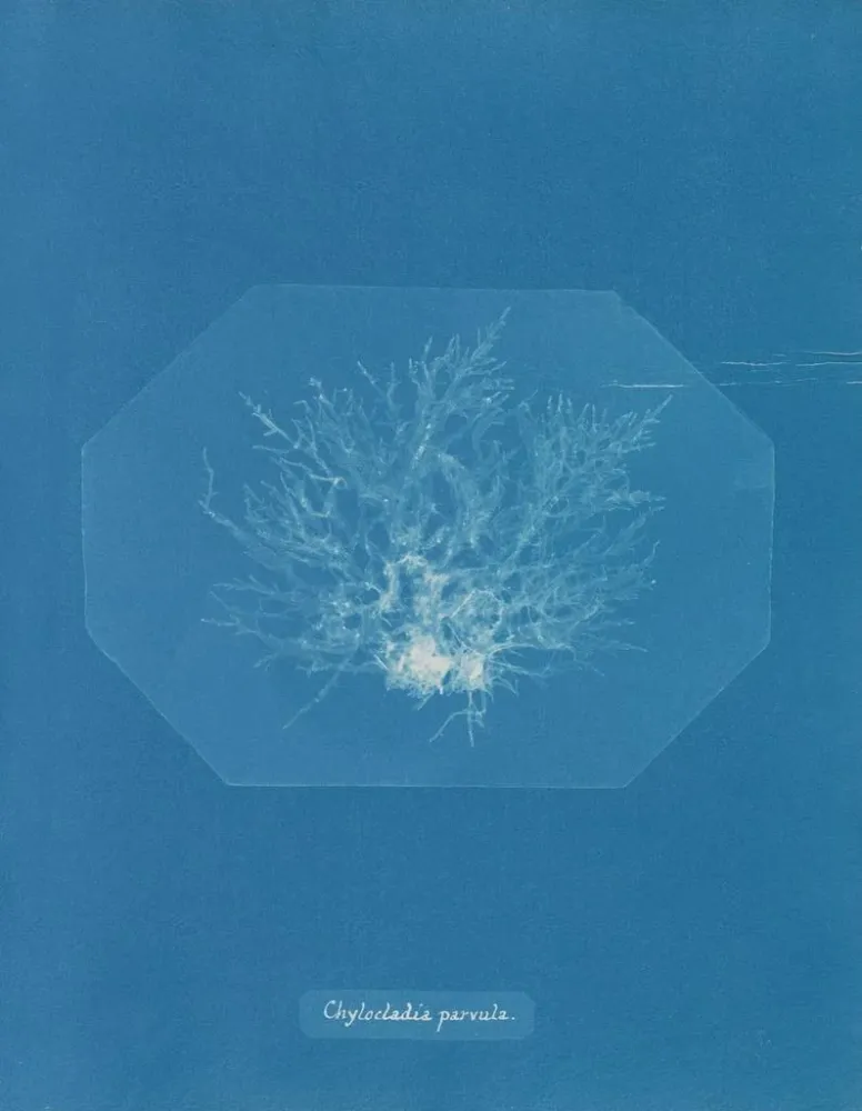 Gemälde Chylocladia petite - Anna Atkins | Kunstdruck