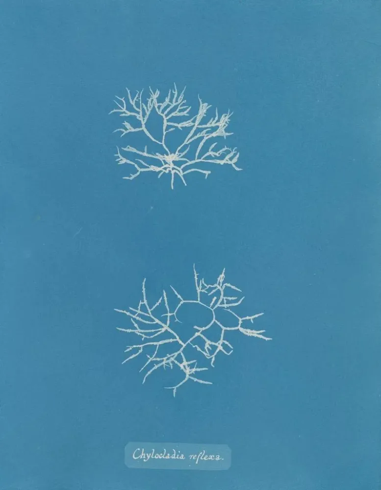 Gemälde Chylocladia reflexa - Anna Atkins