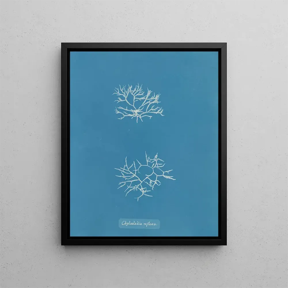 Gemälde Chylocladia reflexa - Anna Atkins