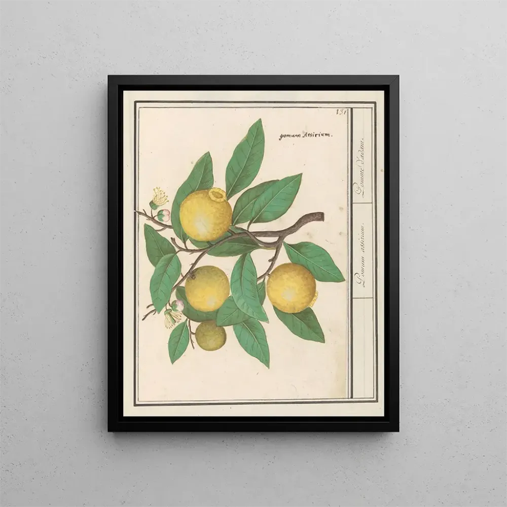 Gemälde Citroën Citrus limon - Anselmus Botius de Boodt | Kunstdruck