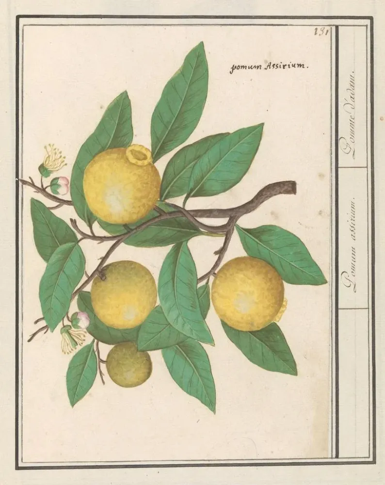 Gemälde Citroën Citrus limon - Anselmus Botius de Boodt | Kunstdruck