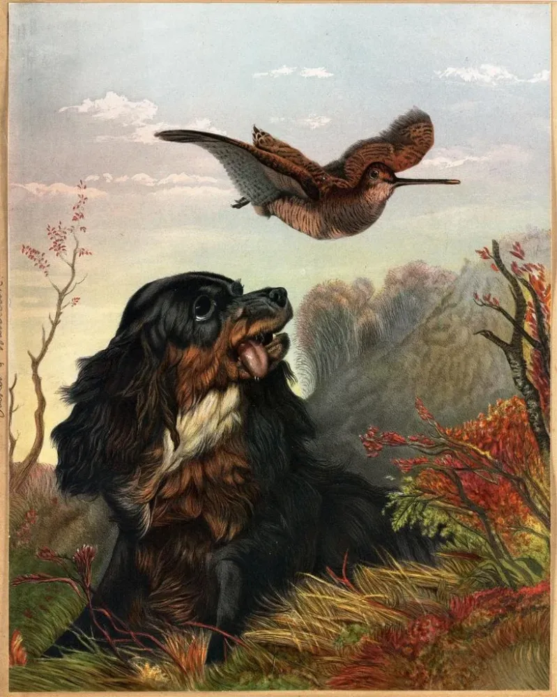 Gemälde Cocker und Bécasse - Arthur Fitzwilliam Tait | Kunstdruck