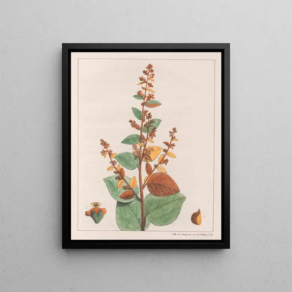 Gemälde Comme micrantha - Auguste de Saint-Hilaire | Kunstdruck