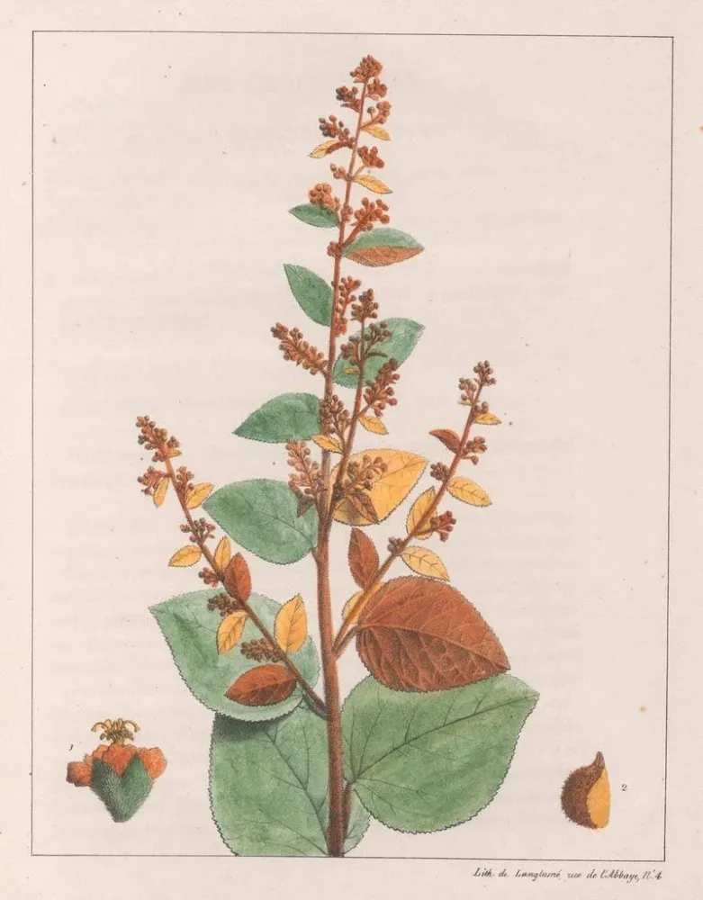 Gemälde Comme micrantha - Auguste de Saint-Hilaire | Kunstdruck