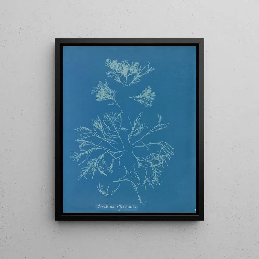 Gemälde Corallina officinalis - Anna Atkins | Kunstdruck