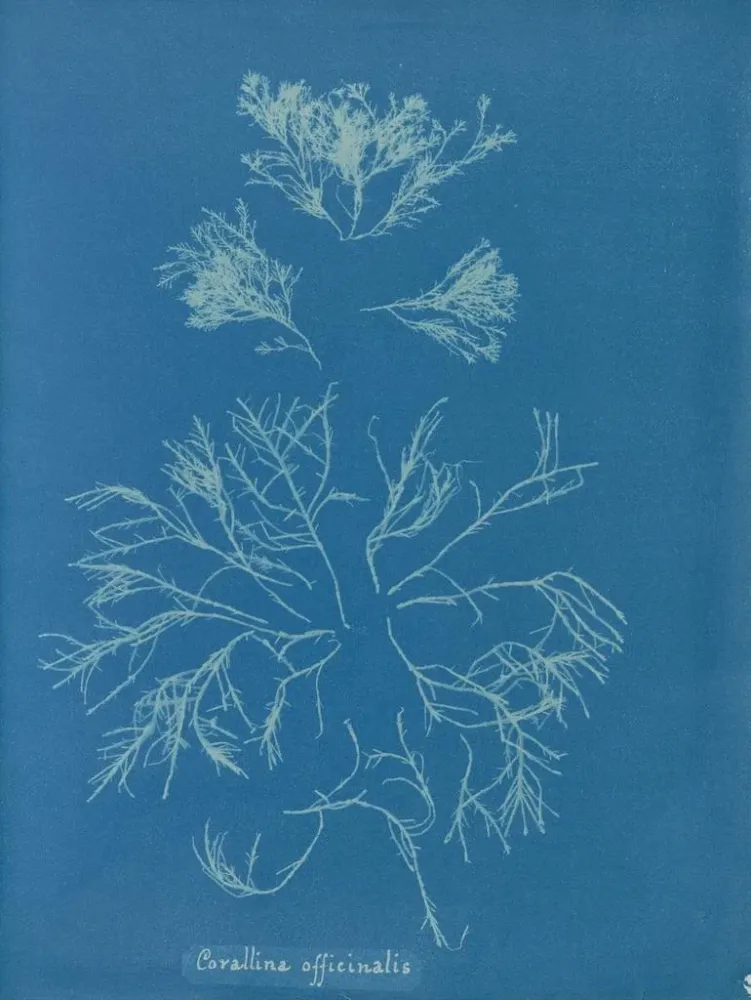 Gemälde Corallina officinalis - Anna Atkins | Kunstdruck