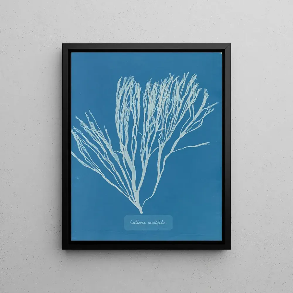 Gemälde Couverts multifida - Anna Atkins | Kunstdruck