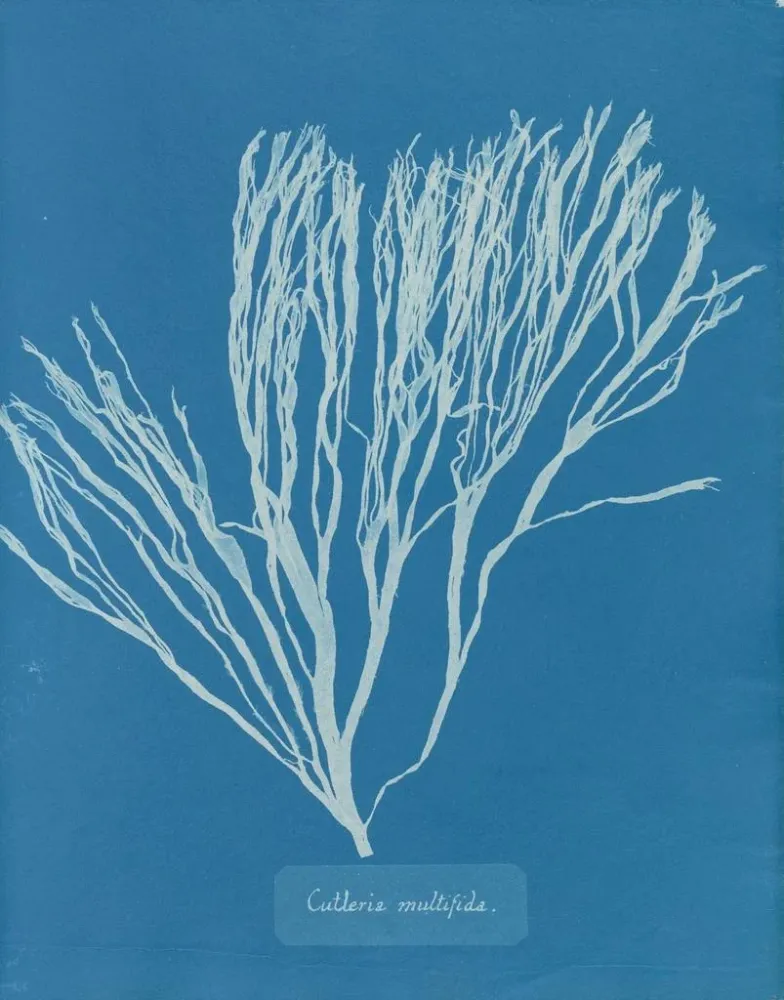 Gemälde Couverts multifida - Anna Atkins | Kunstdruck