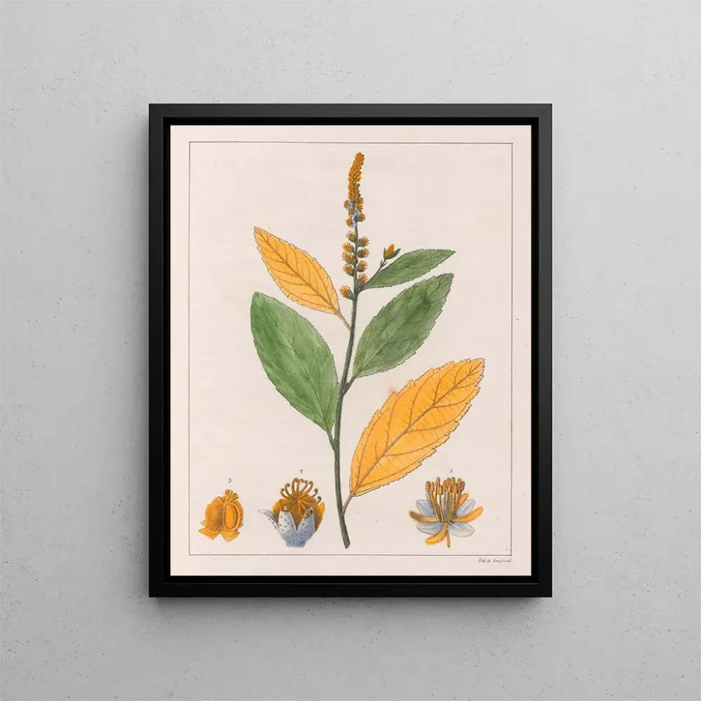 Gemälde Croton perdicipes - Auguste de Saint-Hilaire | Kunstdruck