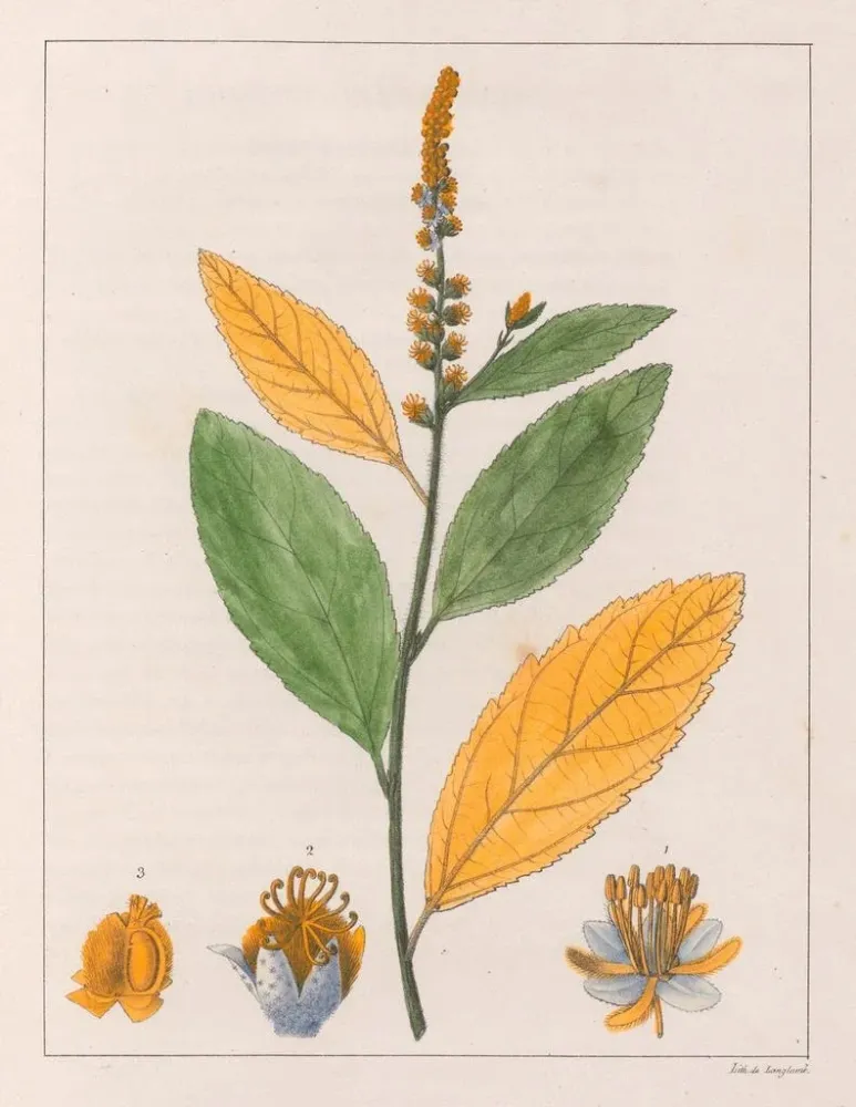 Gemälde Croton perdicipes - Auguste de Saint-Hilaire | Kunstdruck