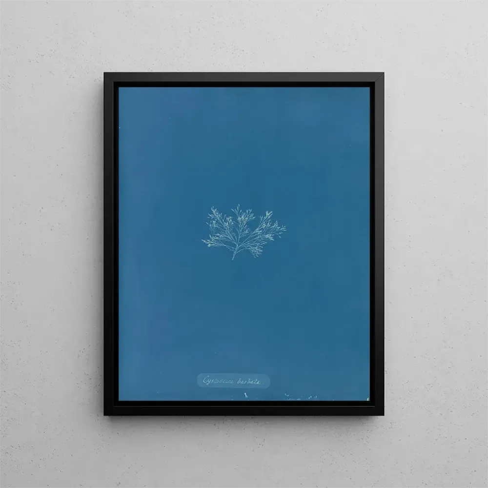 Gemälde Cystoseira barbata - Anna Atkins | Kunstdruck