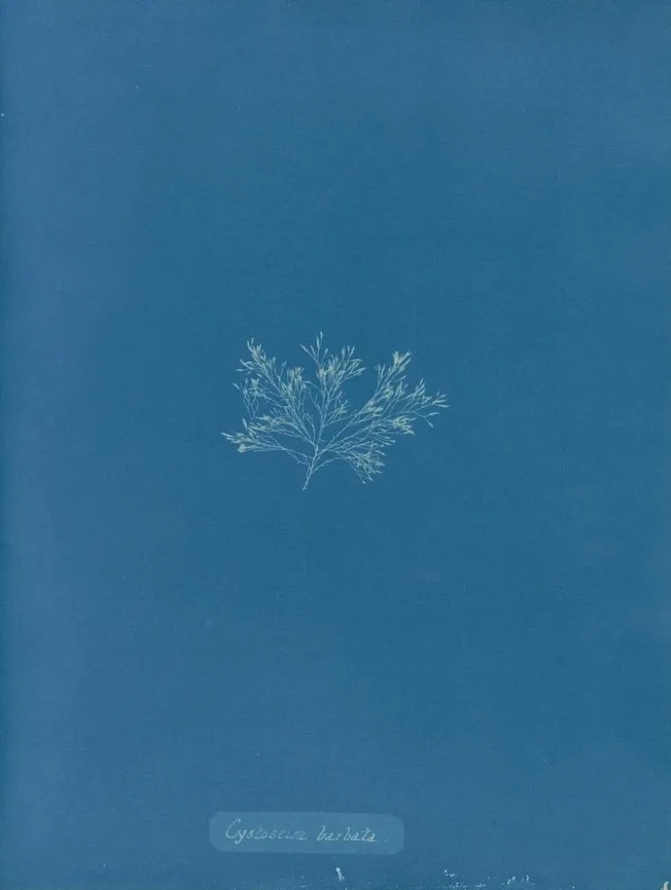 Gemälde Cystoseira barbata - Anna Atkins | Kunstdruck
