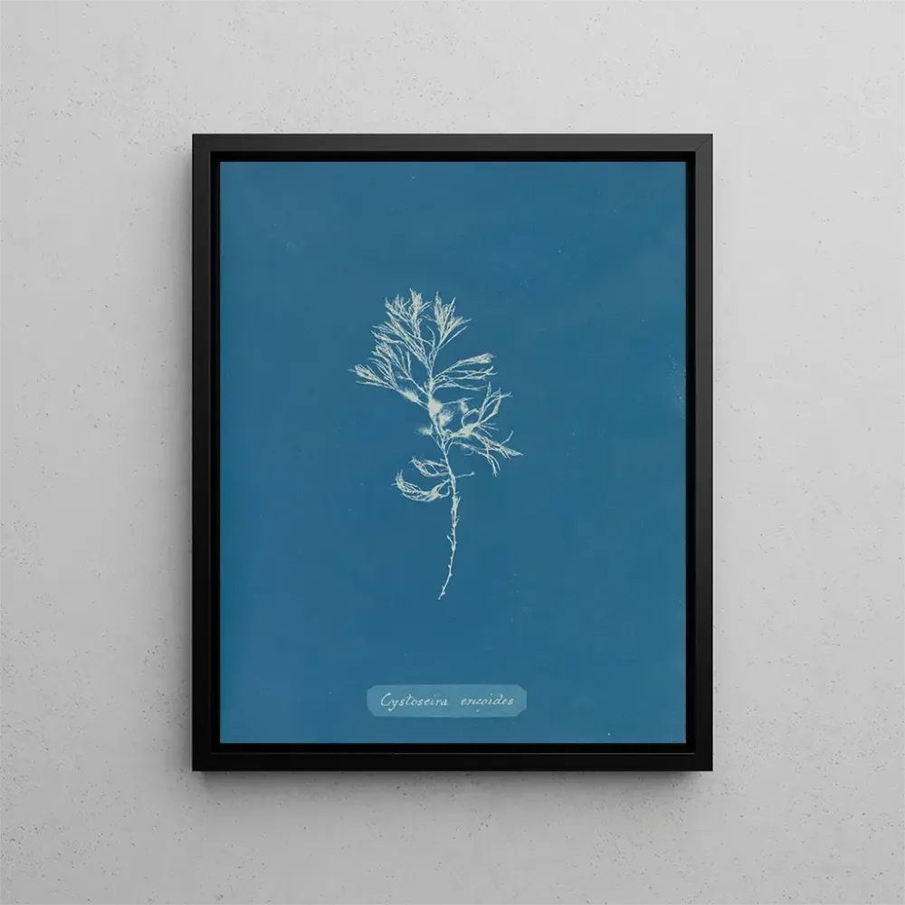 Gemälde Cystoseira ericoides - Anna Atkins