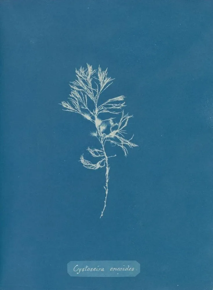 Gemälde Cystoseira ericoides - Anna Atkins