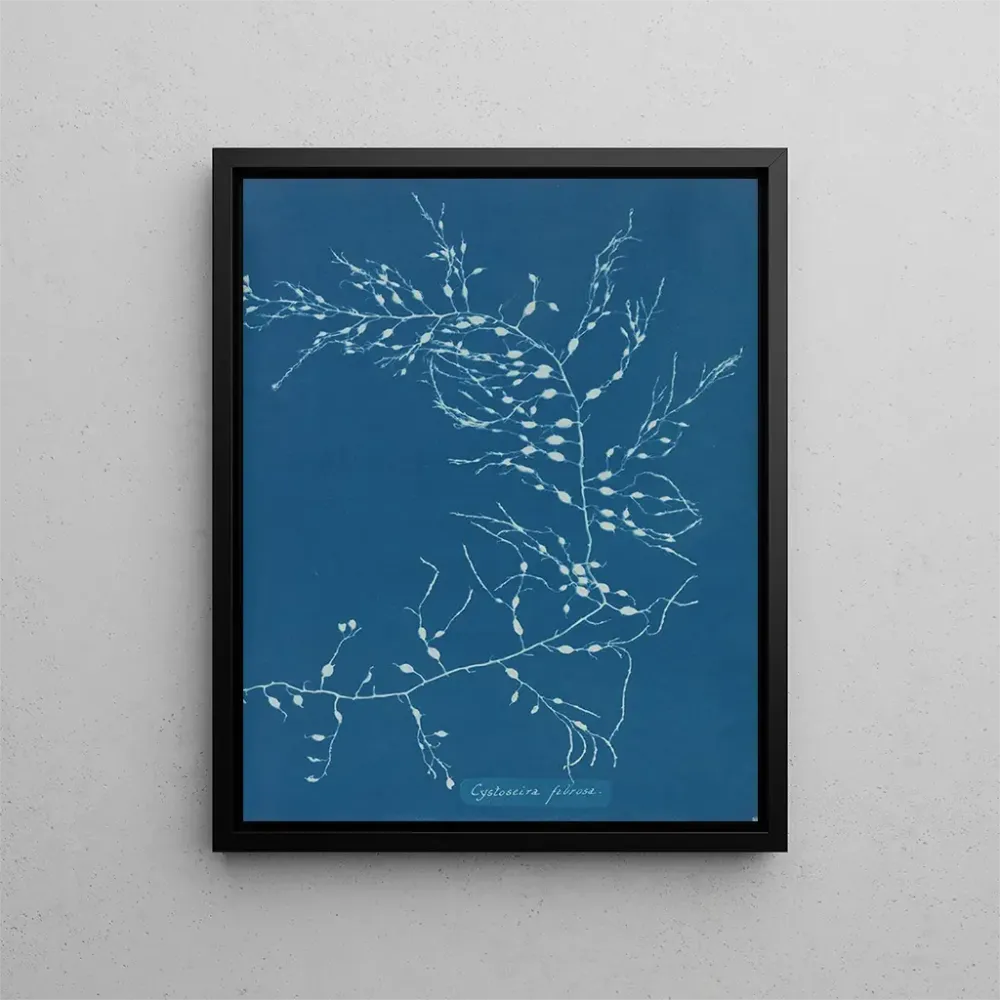 Gemälde Cystoseira fibrosa - Anna Atkins | Kunstdruck