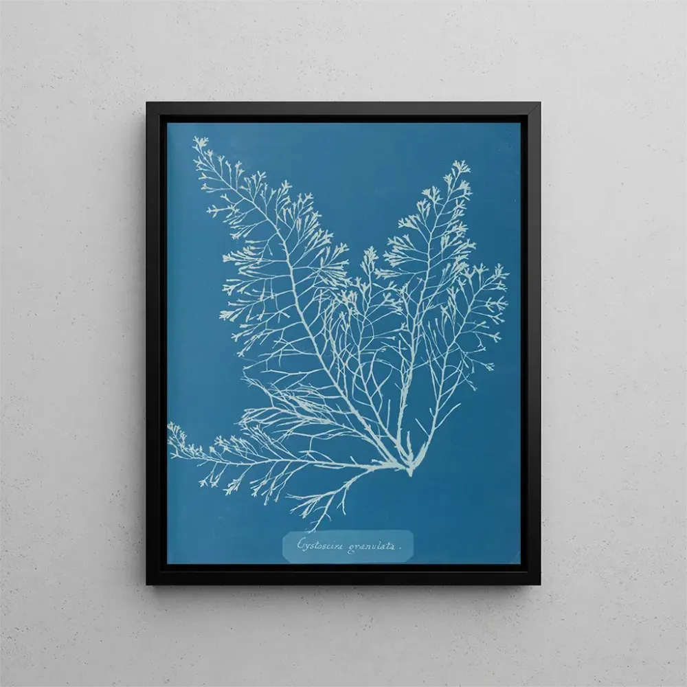 Gemälde Cystoseira granulata - Anna Atkins | Kunstdruck