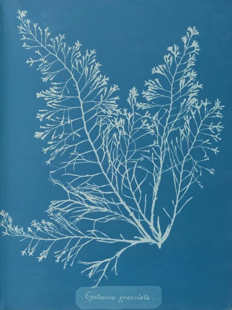 Gemälde Cystoseira granulata - Anna Atkins | Kunstdruck