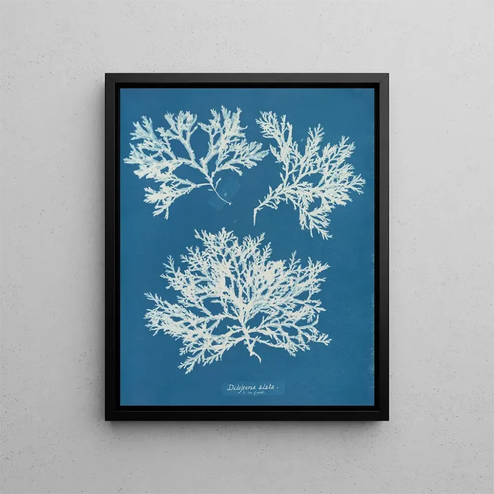 Gemälde Delesseria ailée - Anna Atkins | Kunstdruck