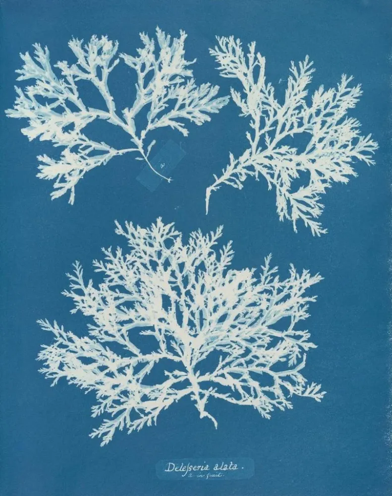Gemälde Delesseria ailée - Anna Atkins | Kunstdruck