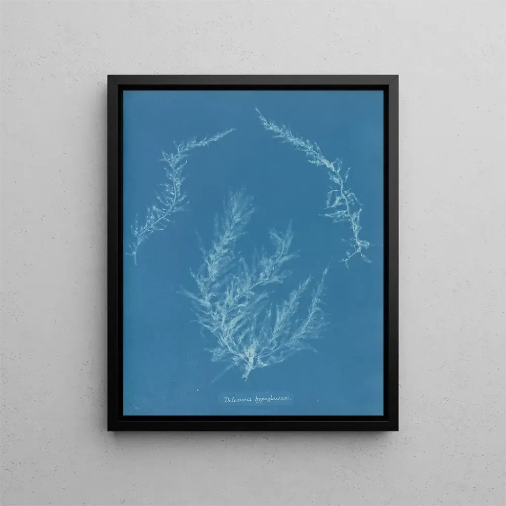 Gemälde Delesseria hypoglossum - Anna Atkins | Kunstdruck