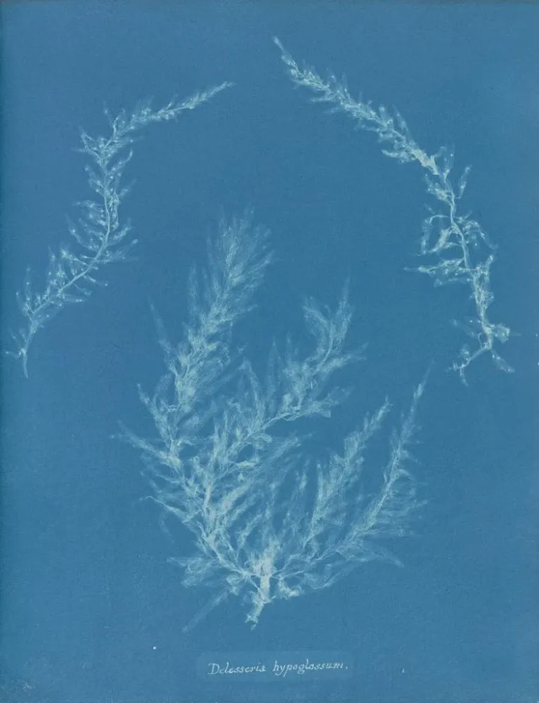 Gemälde Delesseria hypoglossum - Anna Atkins | Kunstdruck